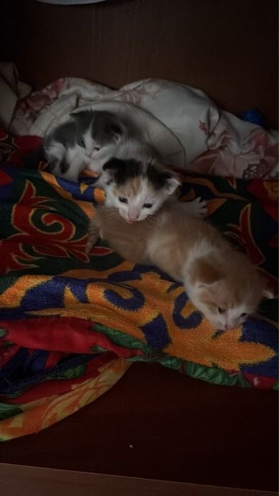 В добрые руки Кошечка с котятами