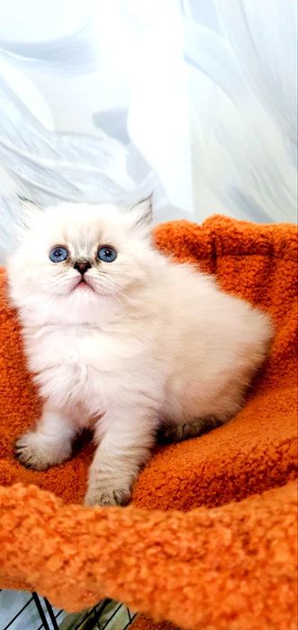 Элитная девочка Longhair Color Point • 2 мес • Отец WCF • Чистая линия