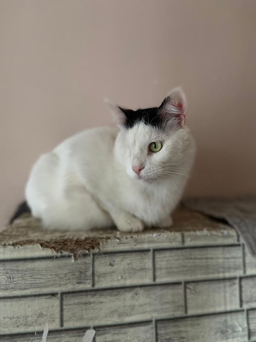 Отдам в добрые ручки