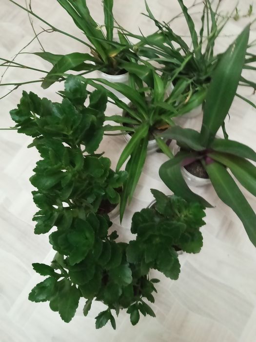 Продаю комнатные цветы