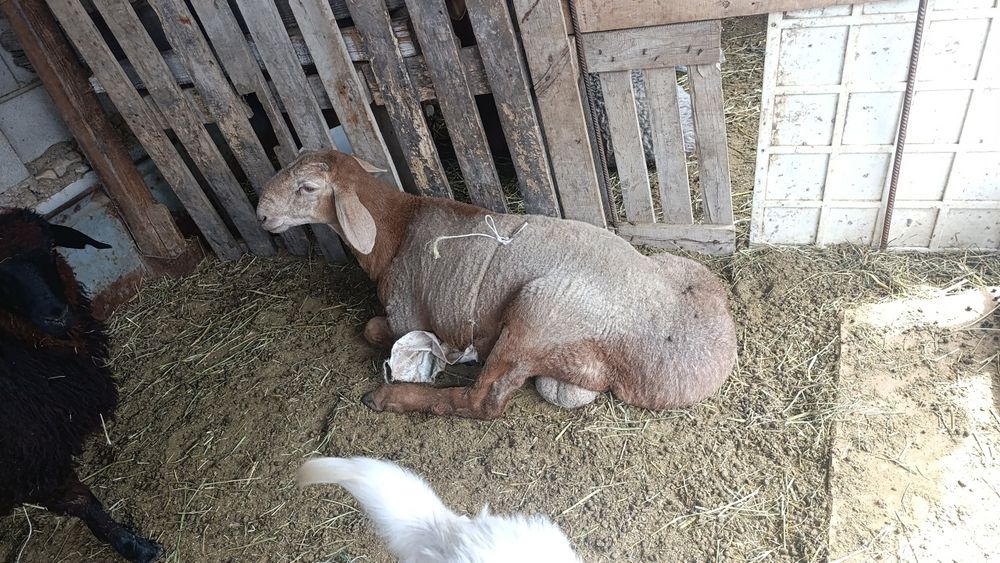 Продам порода арашан 5 месяцев