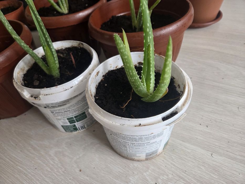 Алоэ-Вера, цветы