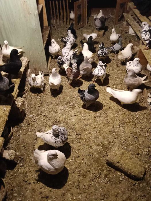 Vānd porumbei King!!!