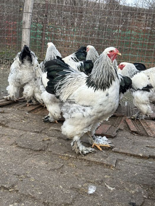Vând puicuțe si cocoșei brahma !