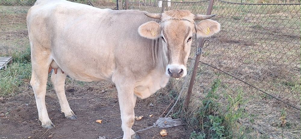 Vaca brună de Maramures