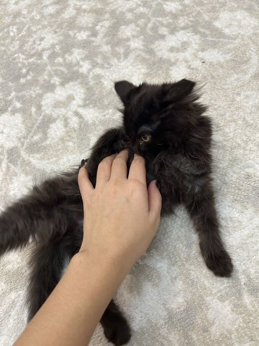 Котенок в добрые руки