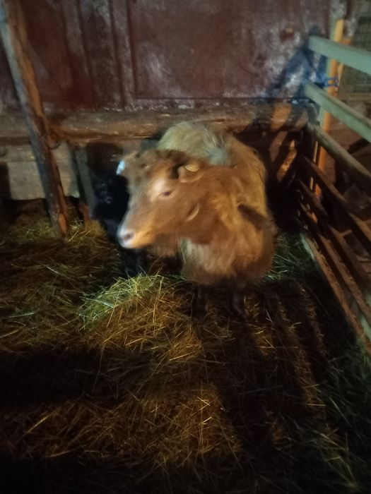 Capră carpatină cu ied