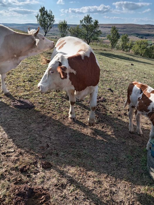 De vânzare lot de 5 bucati