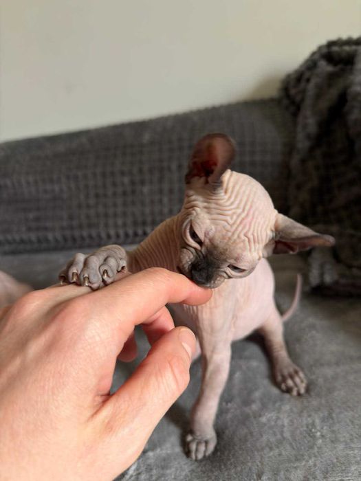 Котенца Канадски Сфинкс