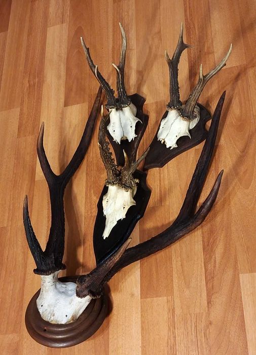 Set decorativ cu trofee de cerb si de caprior ( lopatar,mistret )_65