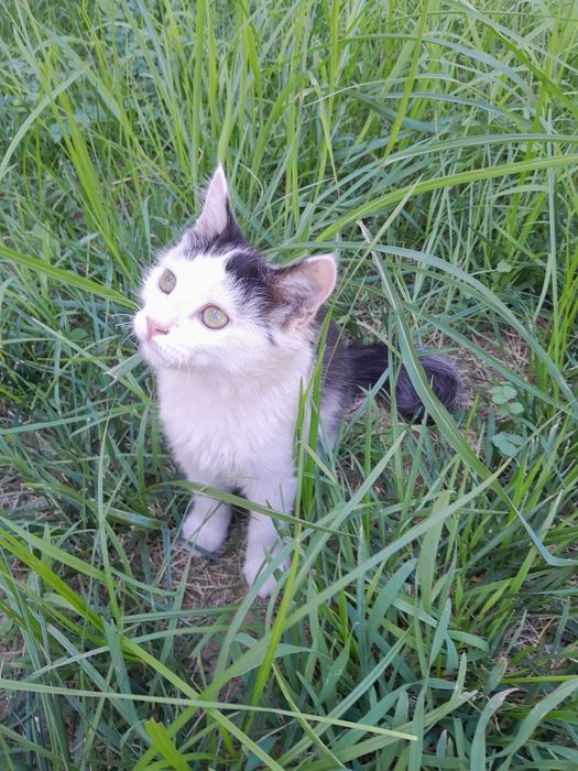 Бесплатно отдам котёнка в добрые руки