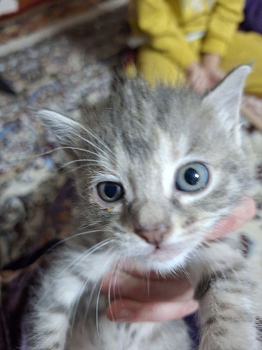 Hamma ovqata o"rgangan