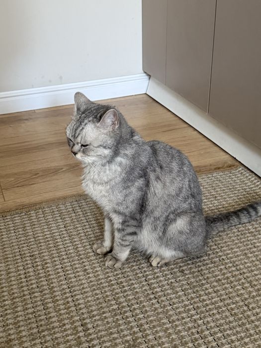 Ищем семью для британской кошки