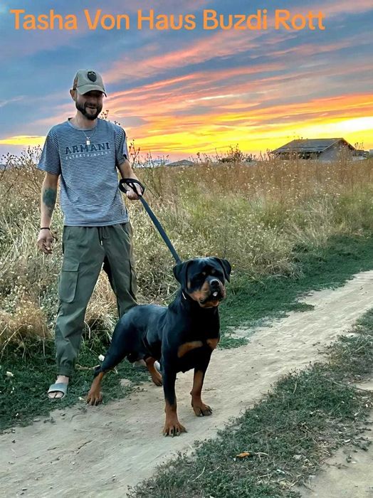 Pui Rottweiler cu pedigree