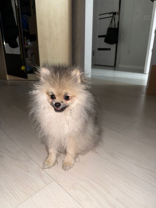 Продам щенка мини щпица