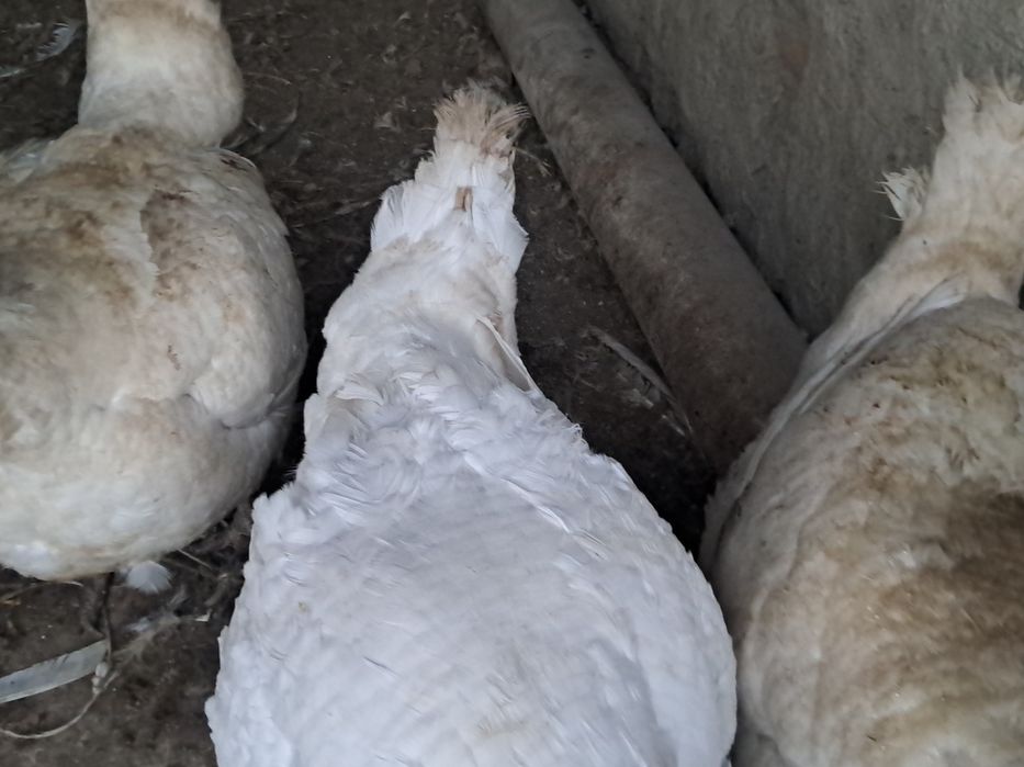 Бокилган индуклар сотилади