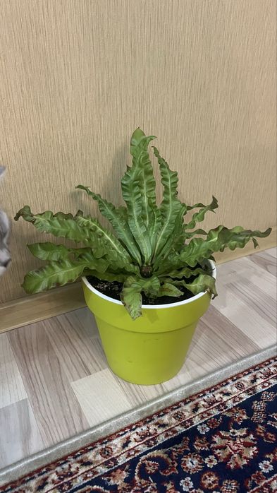 Продам цветок Асплениум-Костинец