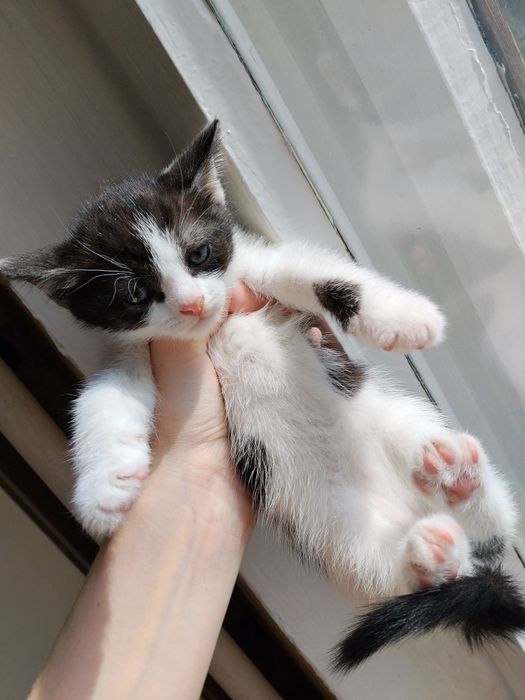 Отдам котят в добрые руки
