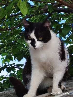 pisicute spre adoptie livrez la domiciliu