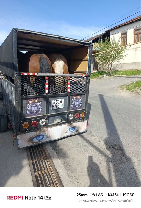 Tirkama xolati yaxwi  yili 2024