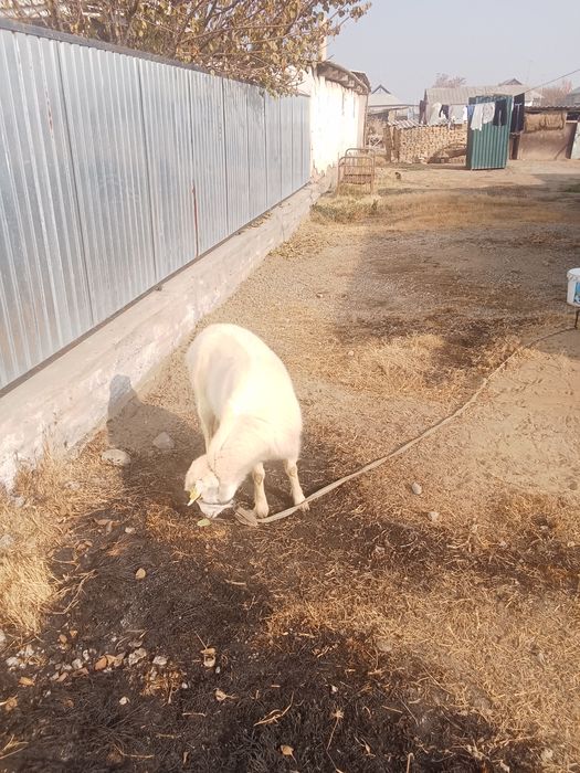 Орыс Ешкы Сауда бар