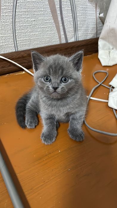 Продам котят британцы