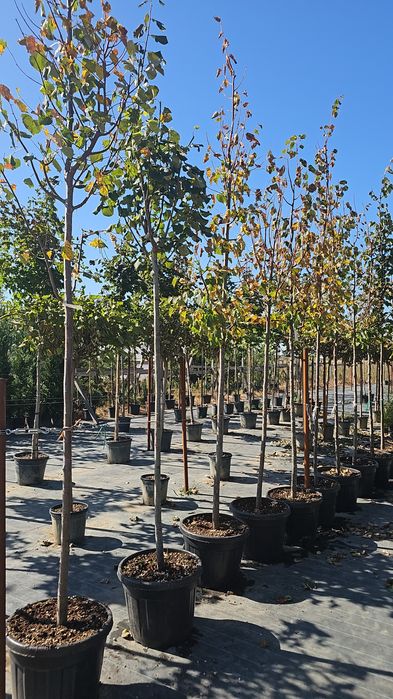 Acer platanoides- Acer crimson king- Tei de floare - Catalpa globulara