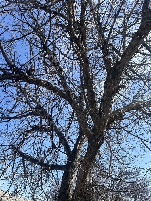 Отдам орех бесплатно