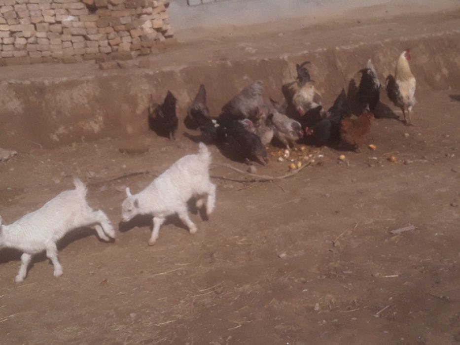 Erkak uloqchalar bor