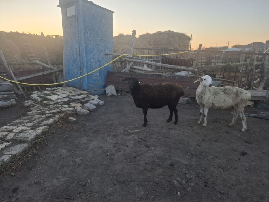Продаются овцематки и бараны