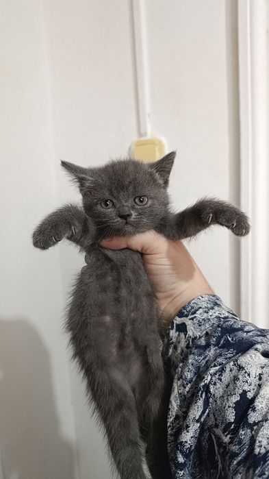 Продается котята 4 девочки один мальчик.