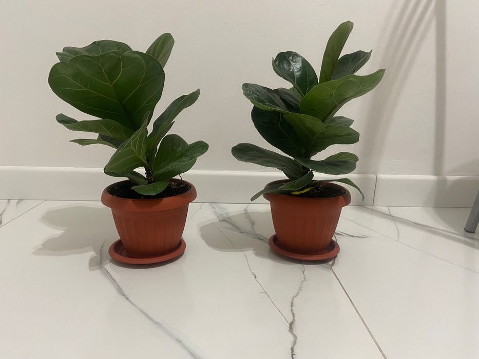 Фикус Лирата, высота 40 см