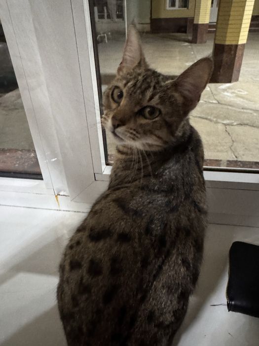 Кошка где-то 9 ойлик ойиси бенгал