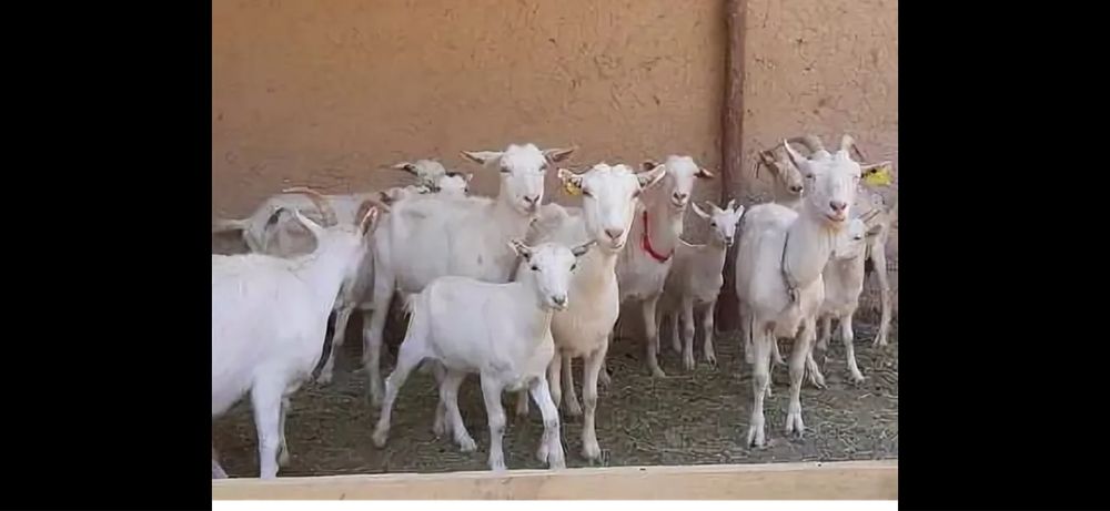 Продам баран койлар сатам