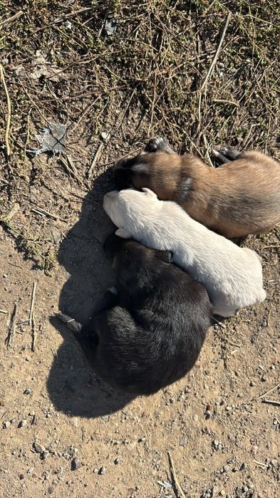 Отдам В хорошие руки кутята