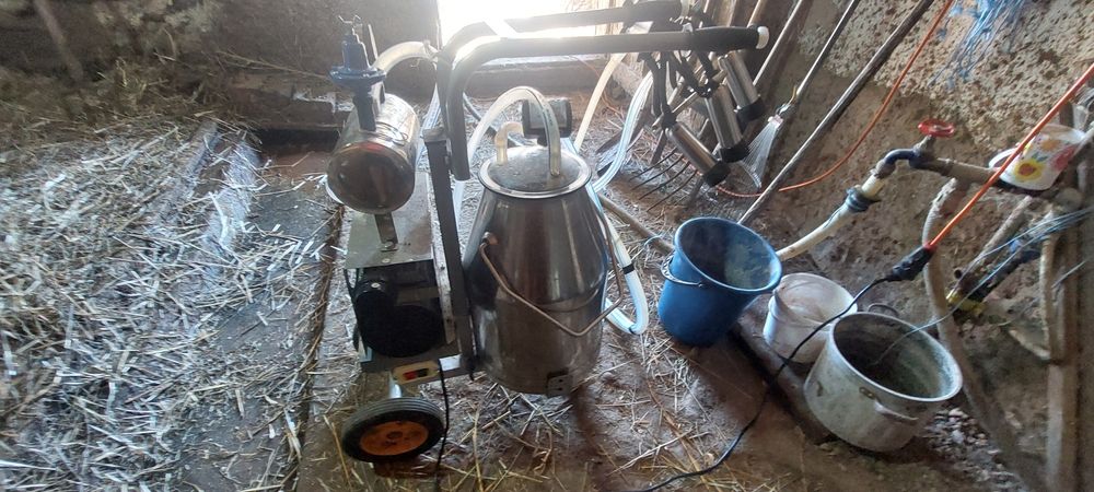 Vând vaca bălțata românească și aparat de muls