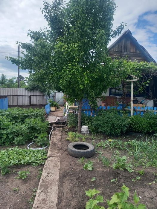 продам дачу с насождениями  все есть