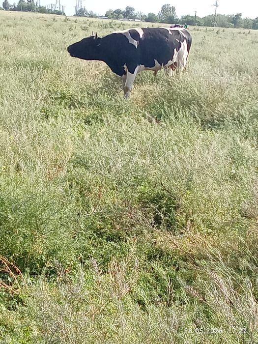 Vacă și Taur de vânzare