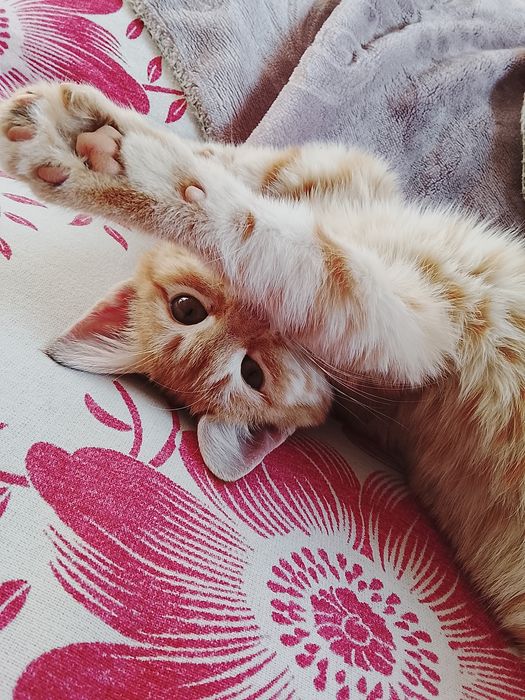 Мысық тегін береміз