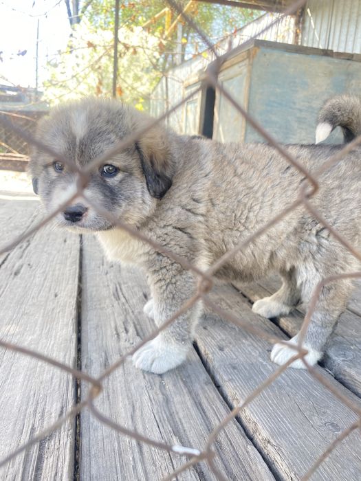 Алабай щенок девочка в добрые руки