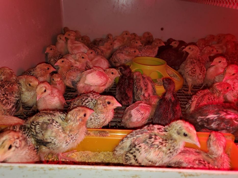 Pui de prepeliță la 2 săptămâni giganta polara ,japoneza mare,jumb