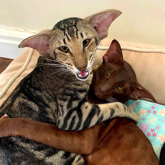 ОРИКИ - ориенталы- котята