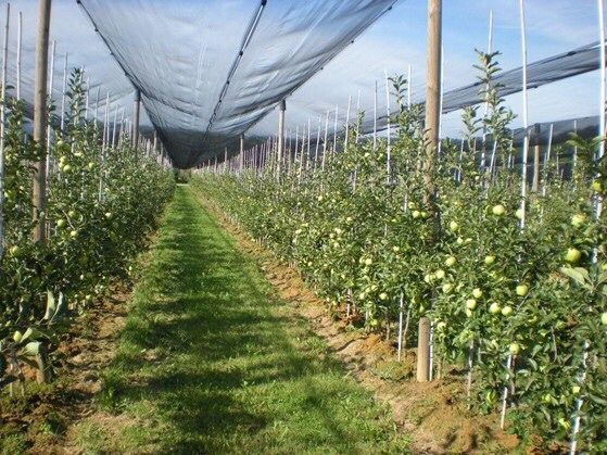 Plasa Verde Antigrindina 1x200ml=500lei/rola,Margine Intarita Elastica