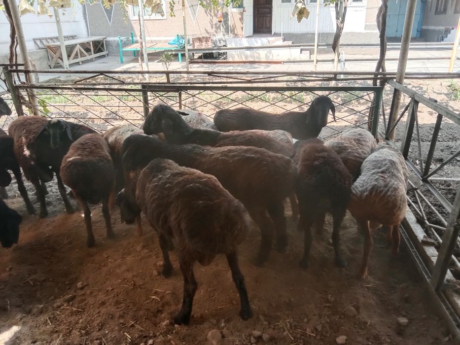 Pornoda bachadon orgazmi