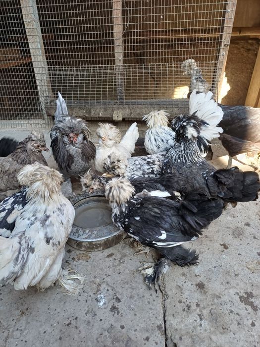 Карес Японкалар сотилади