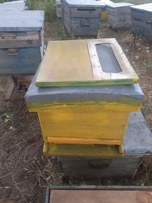 Vând stupi de albine cu tot cu familie de albine