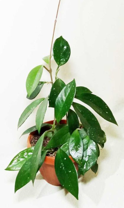 Продам. Хойя - красиво цветущее растение.