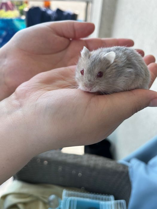 Donez pui de hamsteri pitici