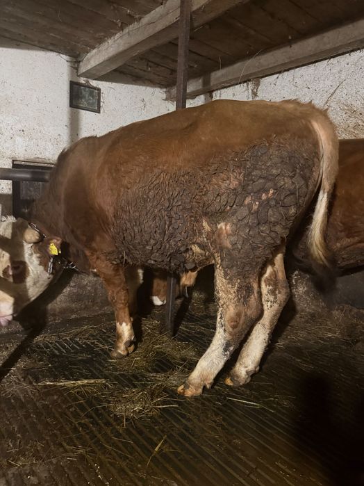 Taur și jurinca  vând pentru detalii la telefon