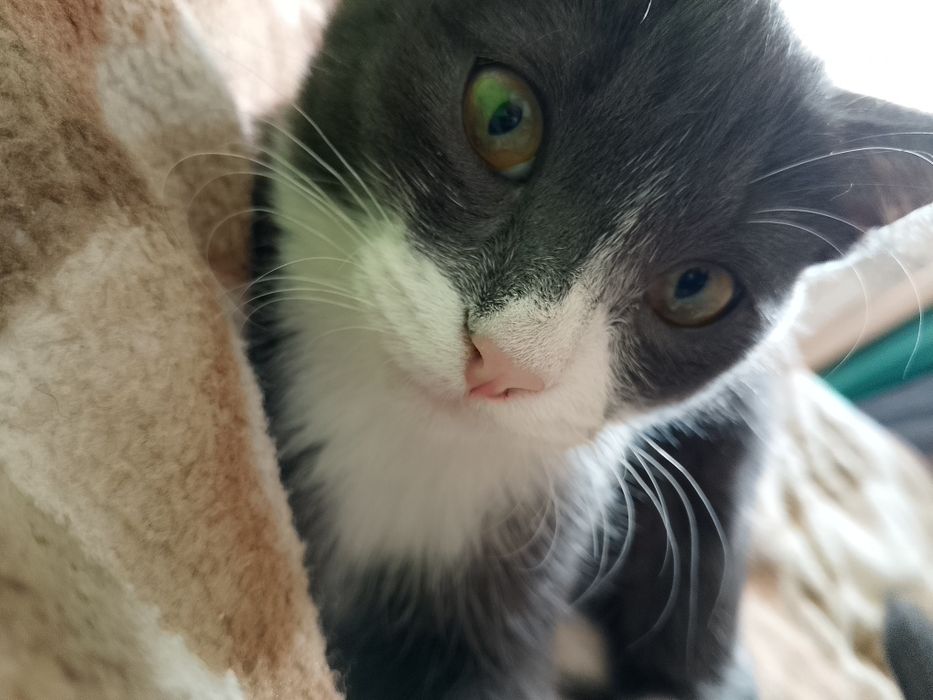 Отдам кота в добрые и заботливые руки 
Кот домашний, очень ласковый